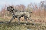 CANE CORSO 704